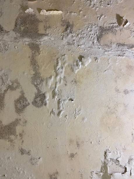 Best Crawl Space Mold Removal  in Eastlake, OH